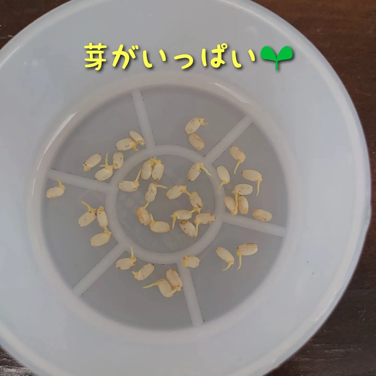 玄米チャレンジ🌾