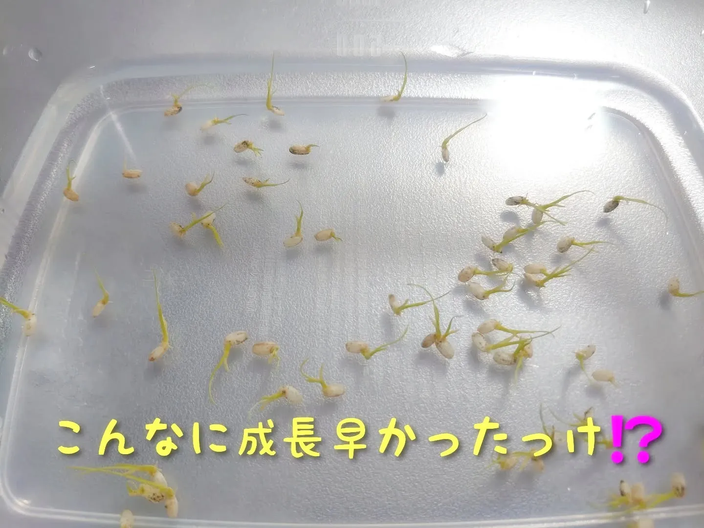 つい数日前まで１センチだった芽が