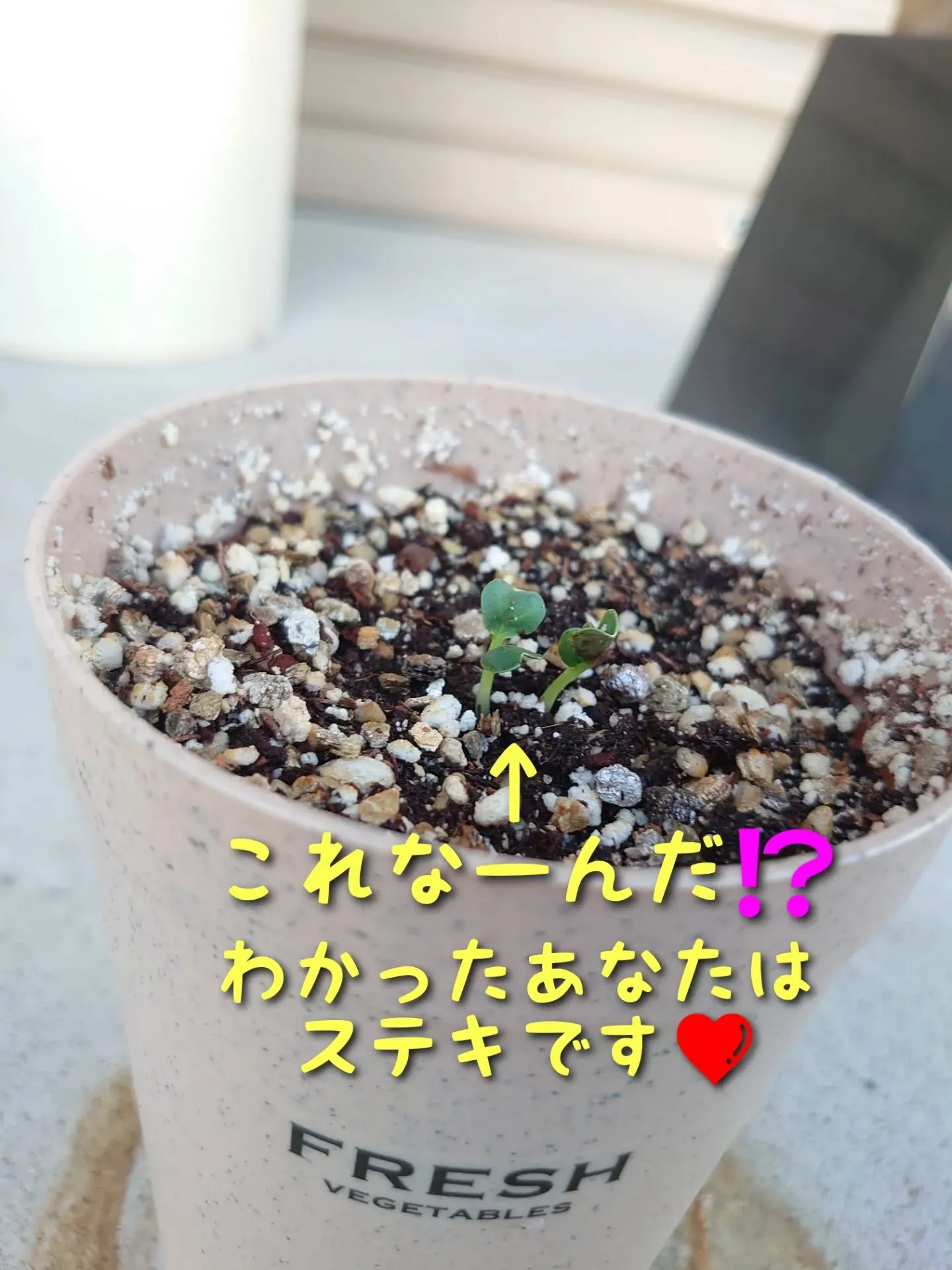 実は、昭和区役所に応募した