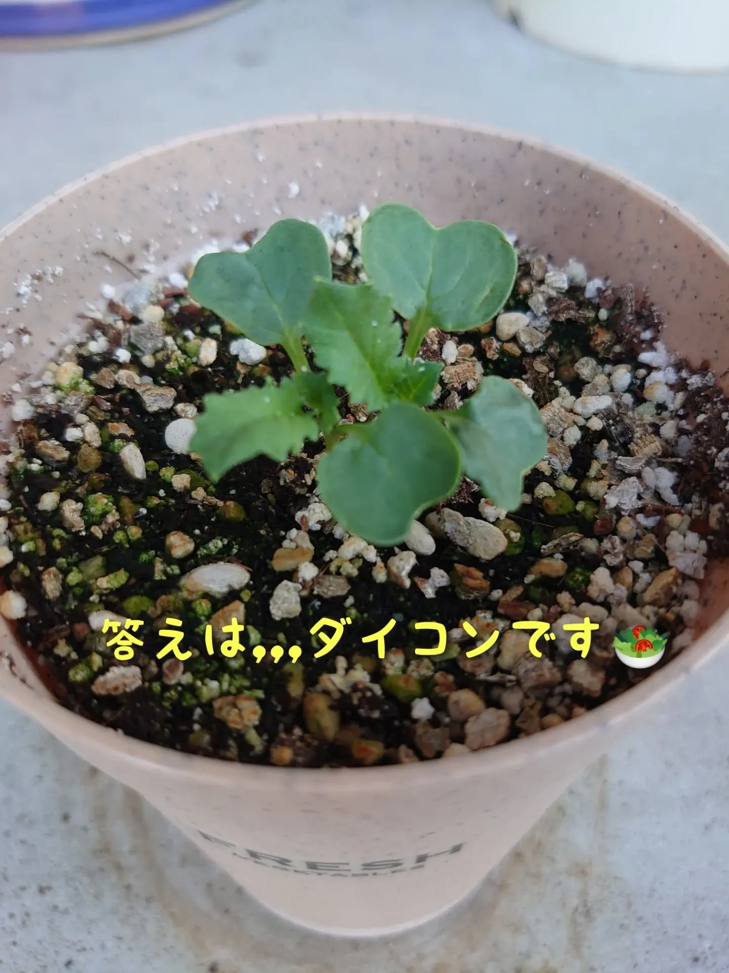 実は、昭和区役所に応募した