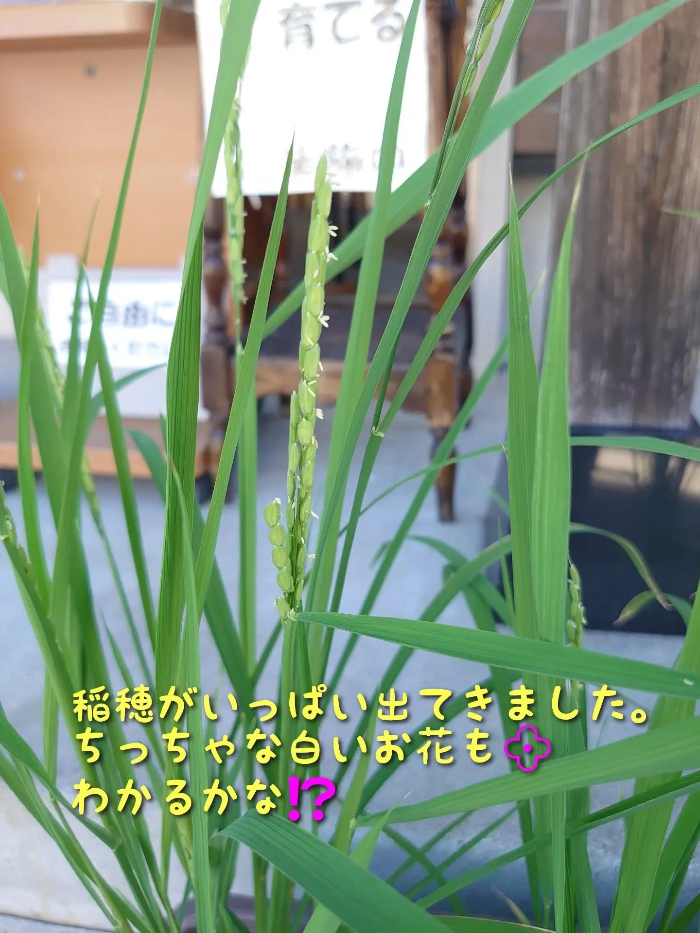 稲穂がたくさん🌾🌾🌾