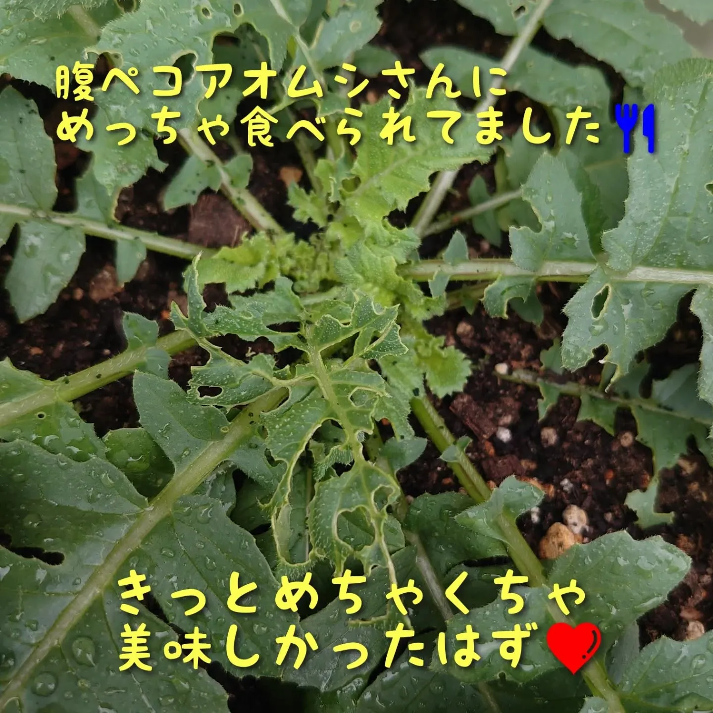 ダイコンのその後🥗