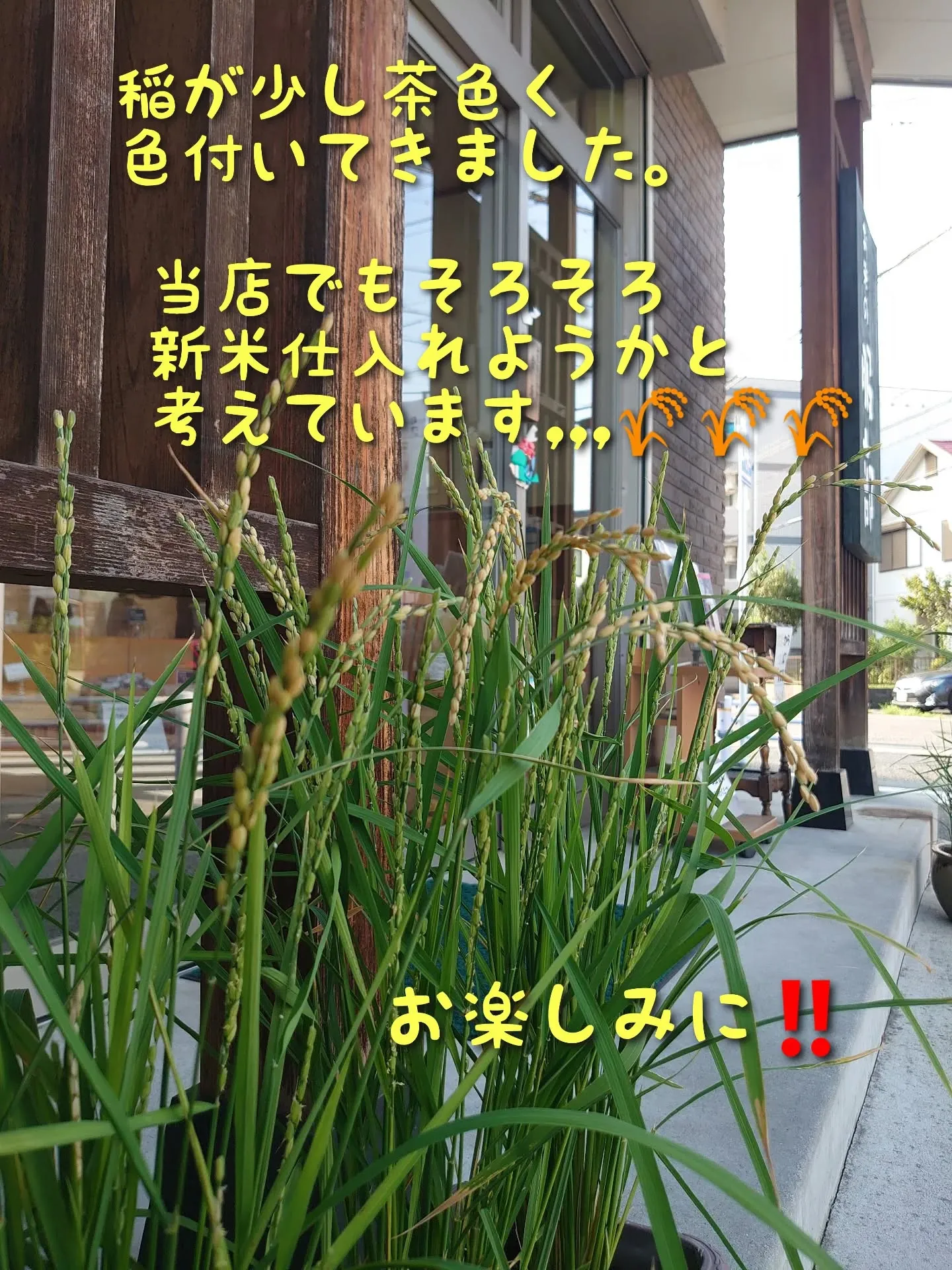 稲の成長🌾🌾🌾