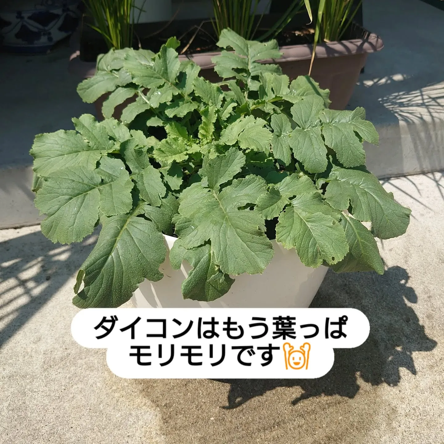 こんなに葉っぱモリモリで