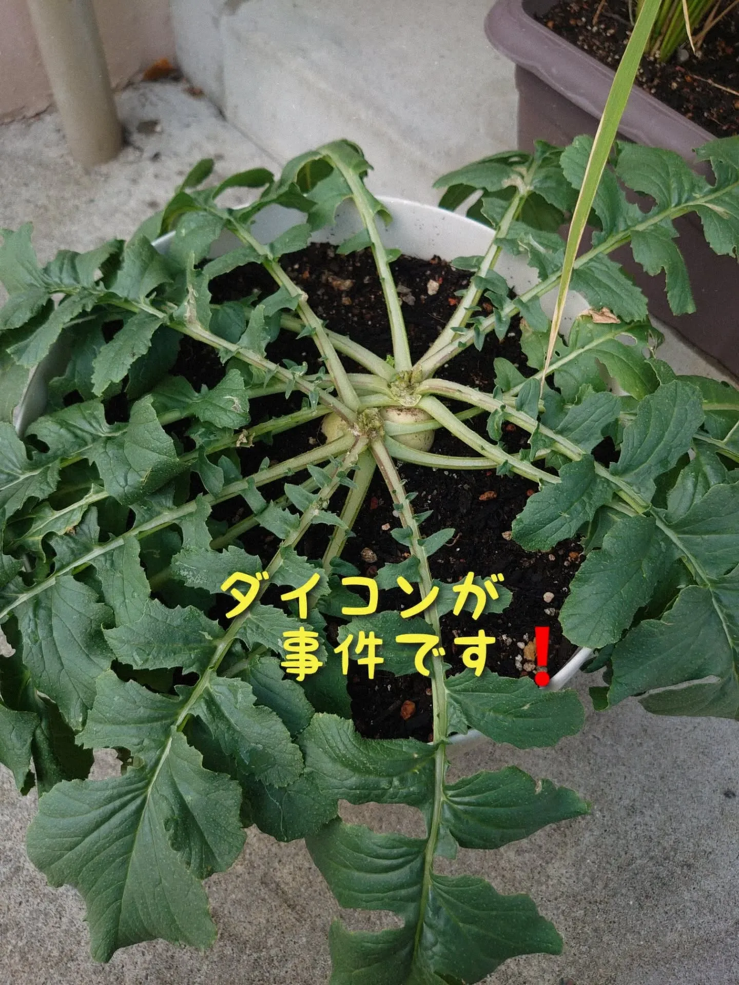 最近、ダイコンの投稿が多くて