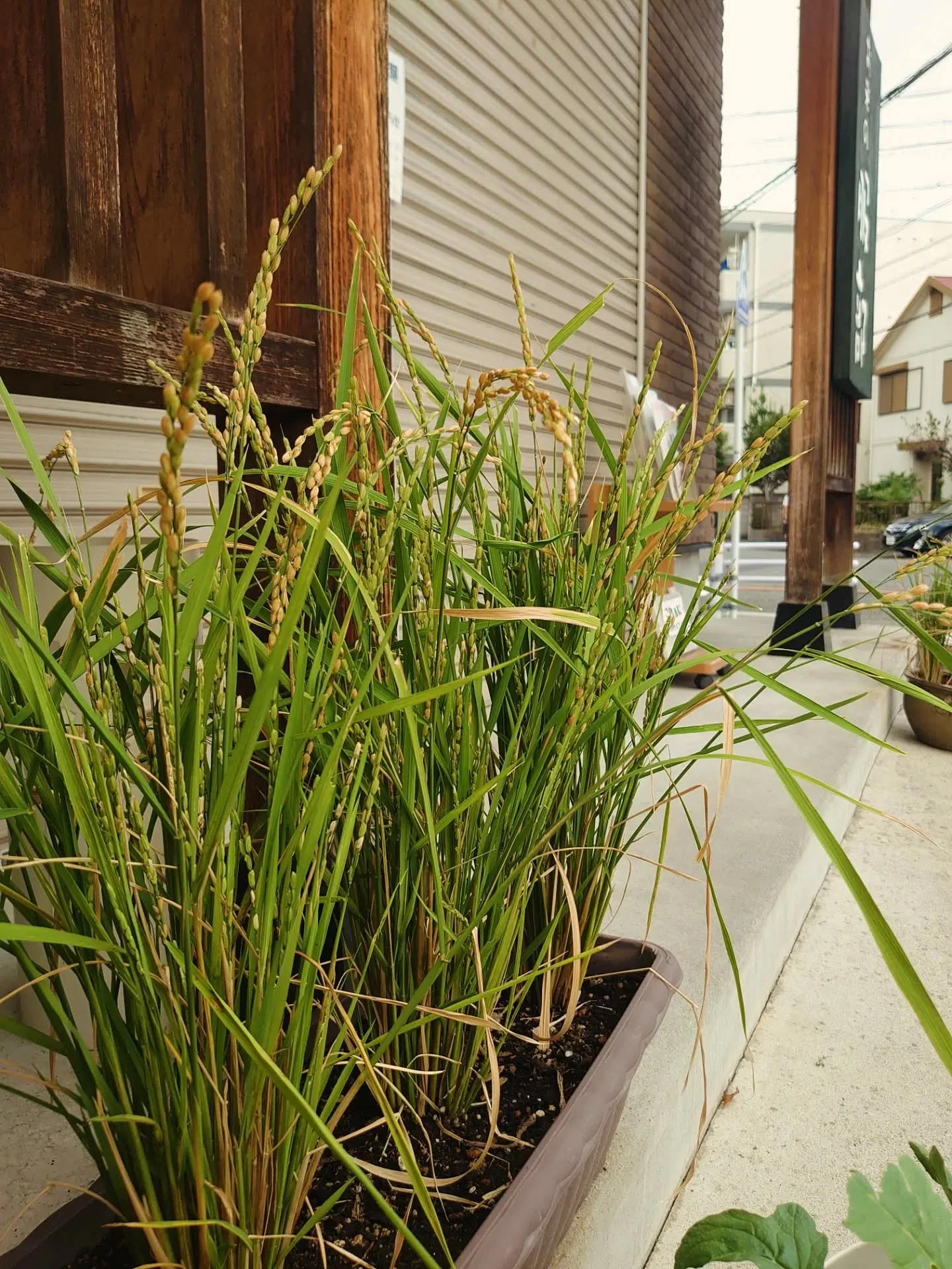 ちょっと久しぶりの稲の様子🌾