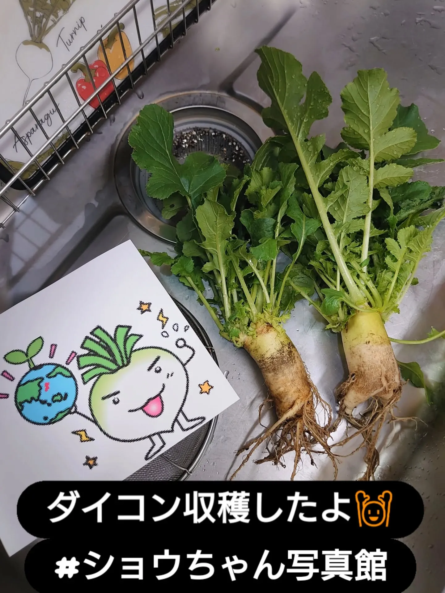 とうとうダイコン収穫しました🙌