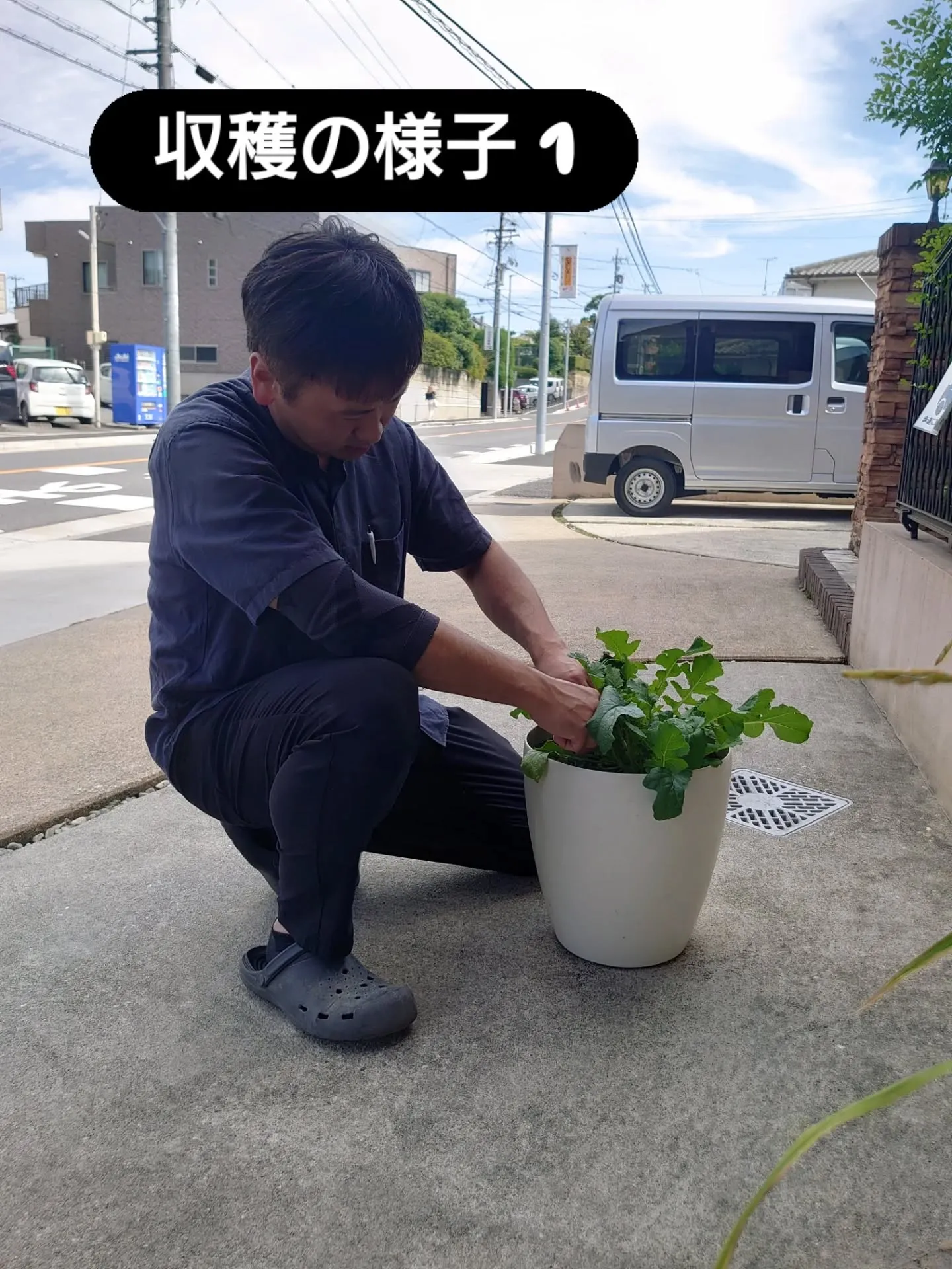 とうとうダイコン収穫しました🙌