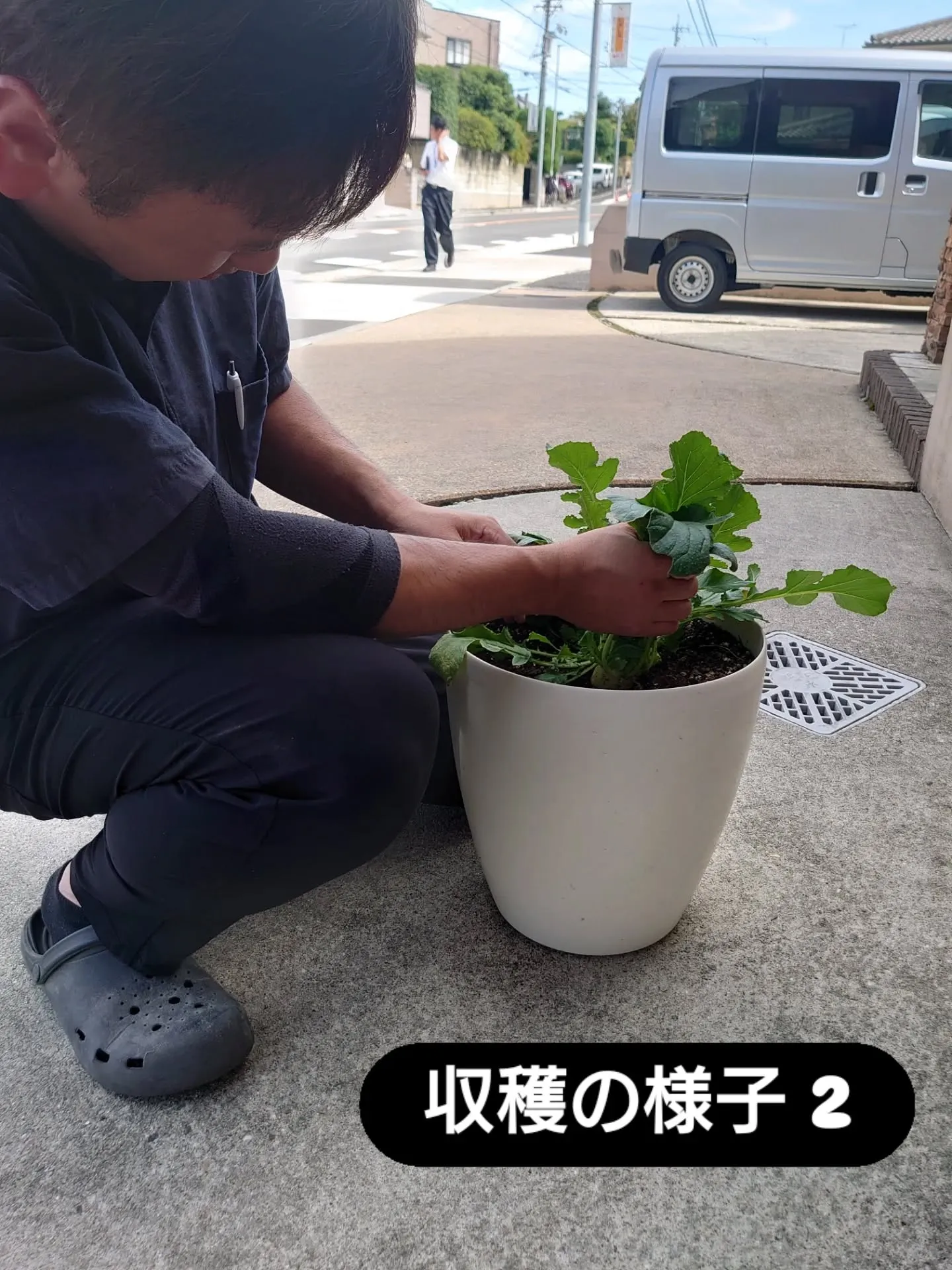 とうとうダイコン収穫しました🙌