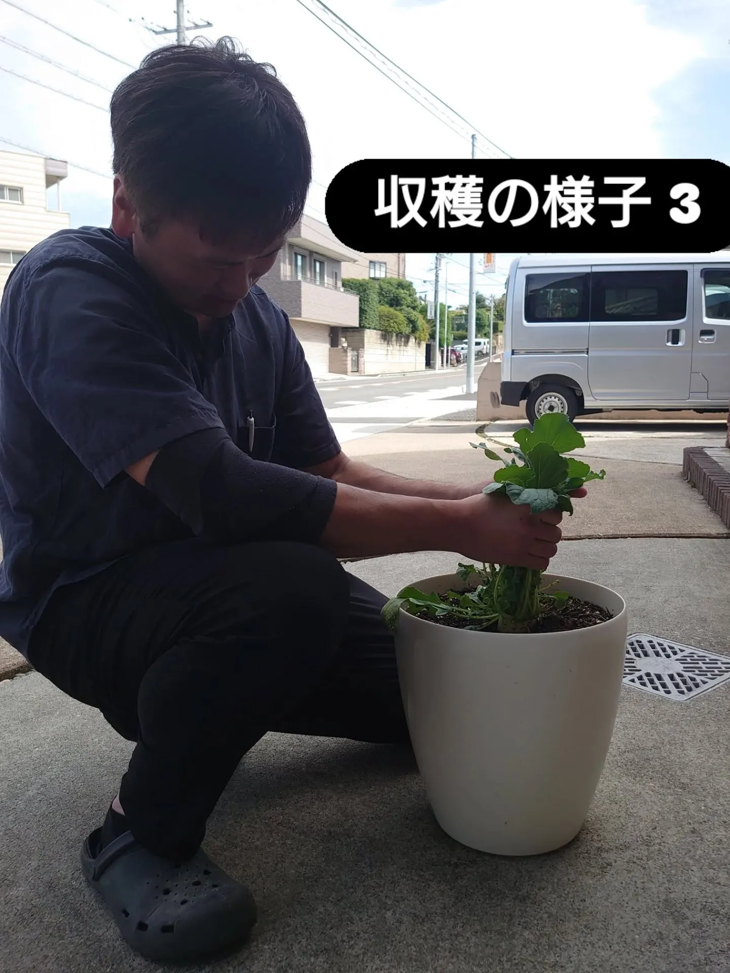 とうとうダイコン収穫しました🙌