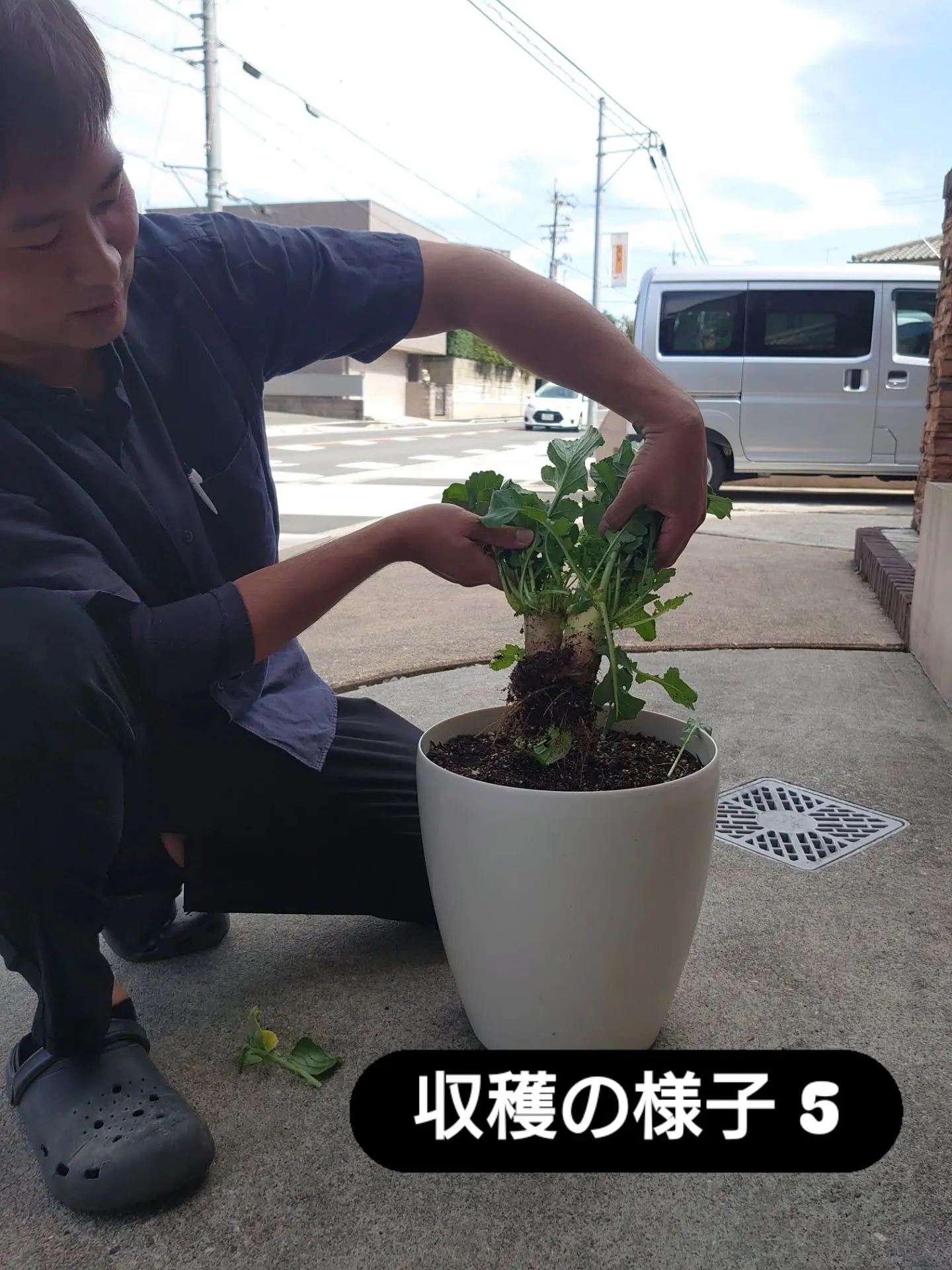 とうとうダイコン収穫しました🙌