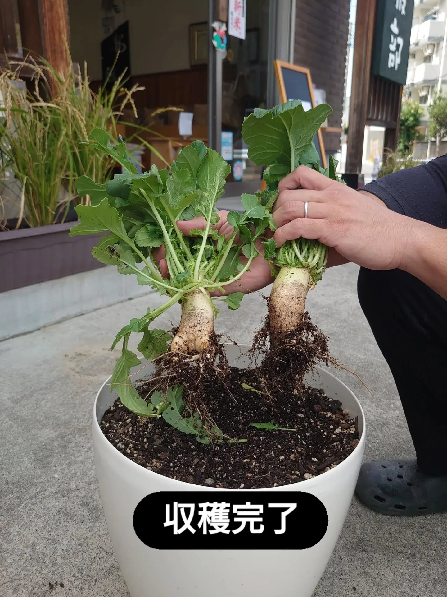 とうとうダイコン収穫しました🙌