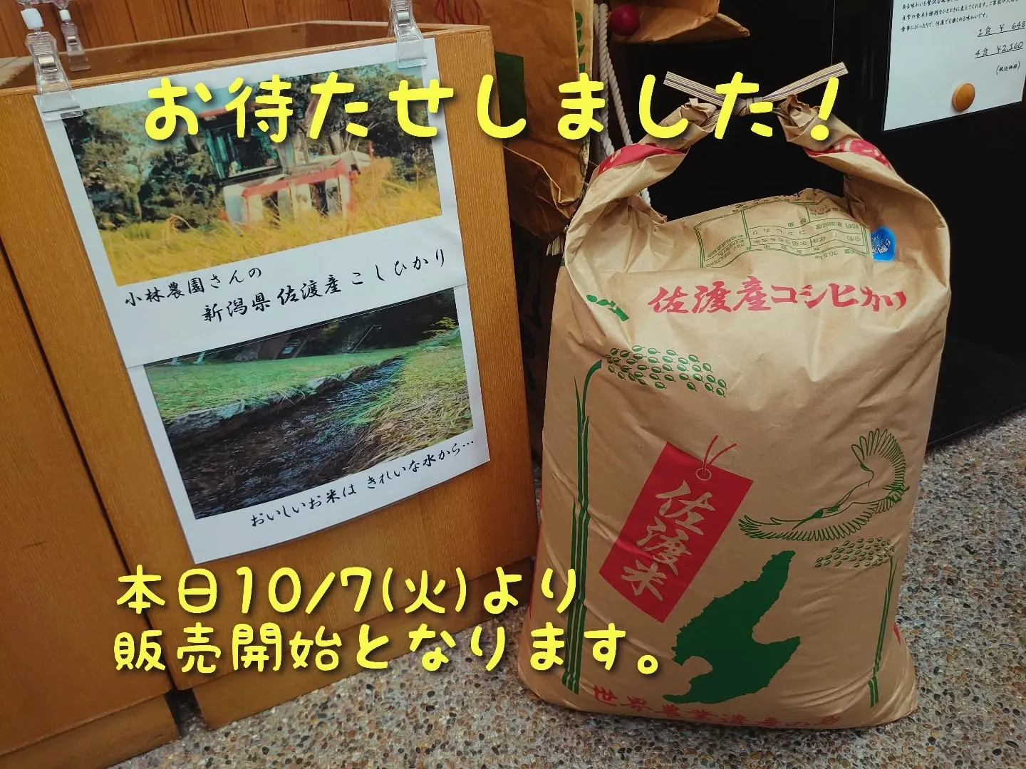新潟県 佐渡こしひかり 新米