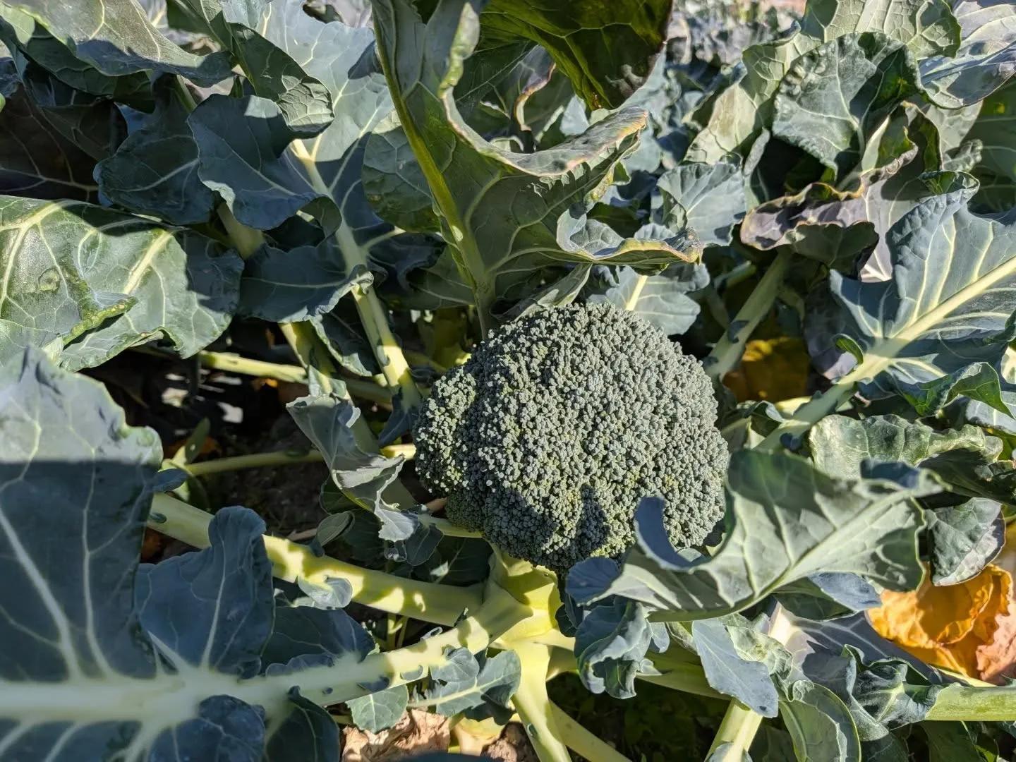 昨日はお世話になってる