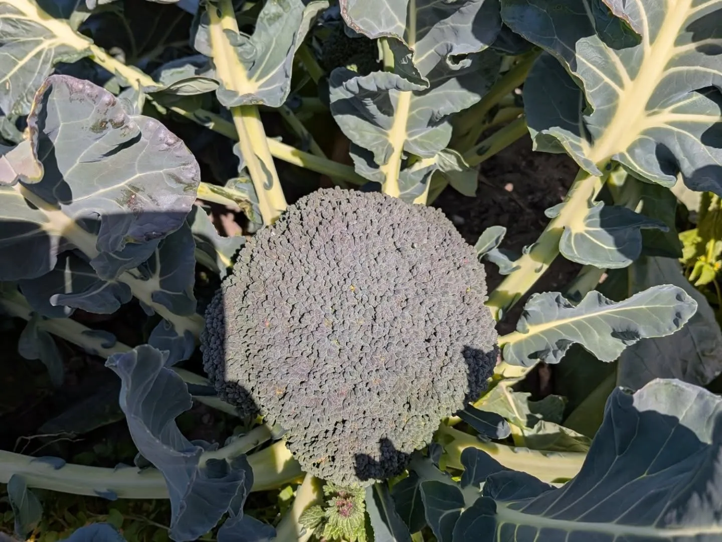 昨日はお世話になってる