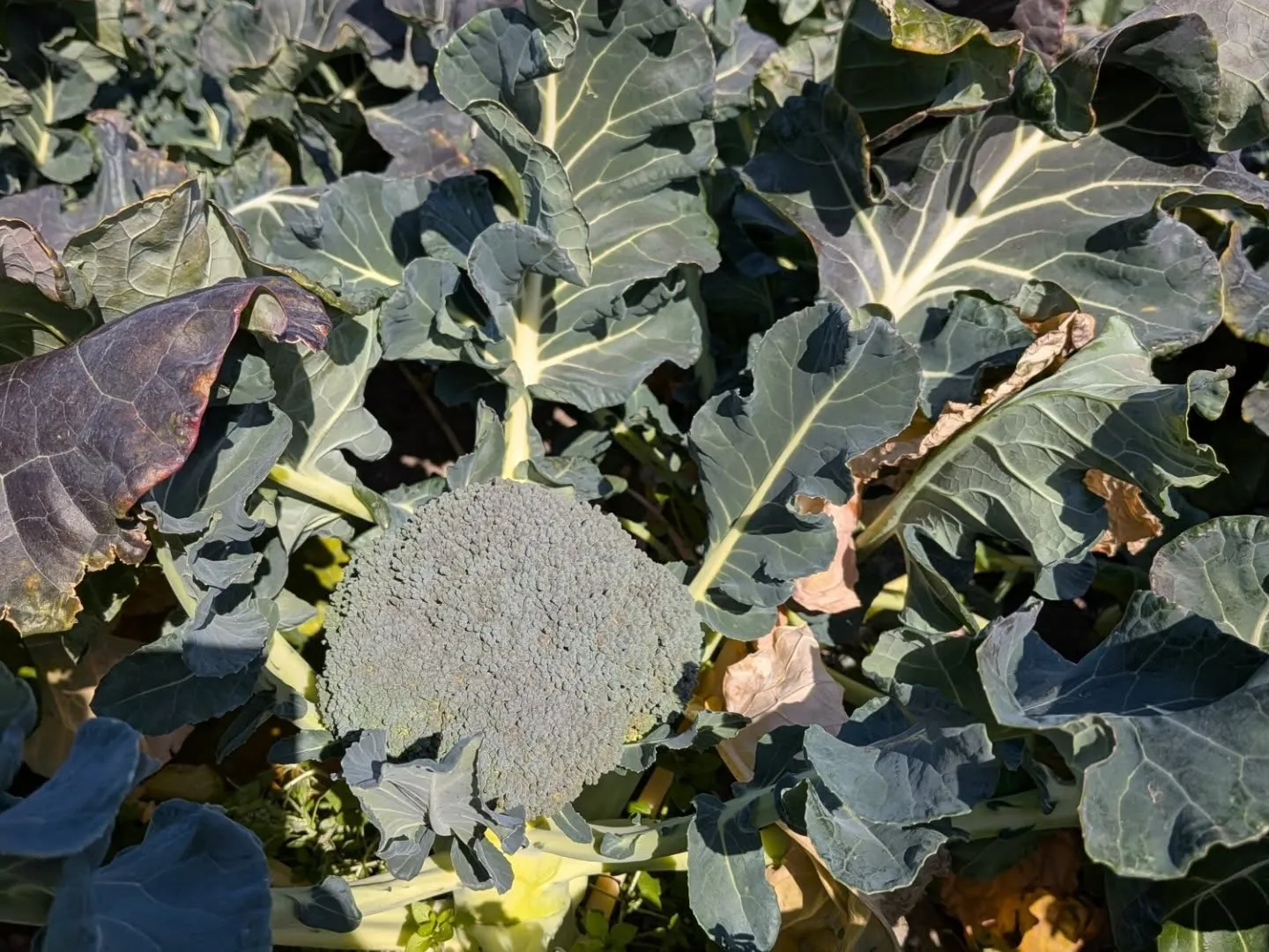 昨日はお世話になってる