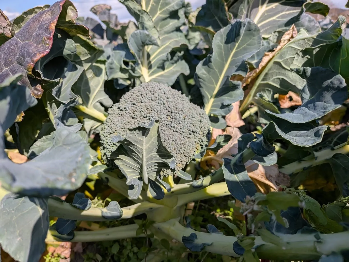 昨日はお世話になってる