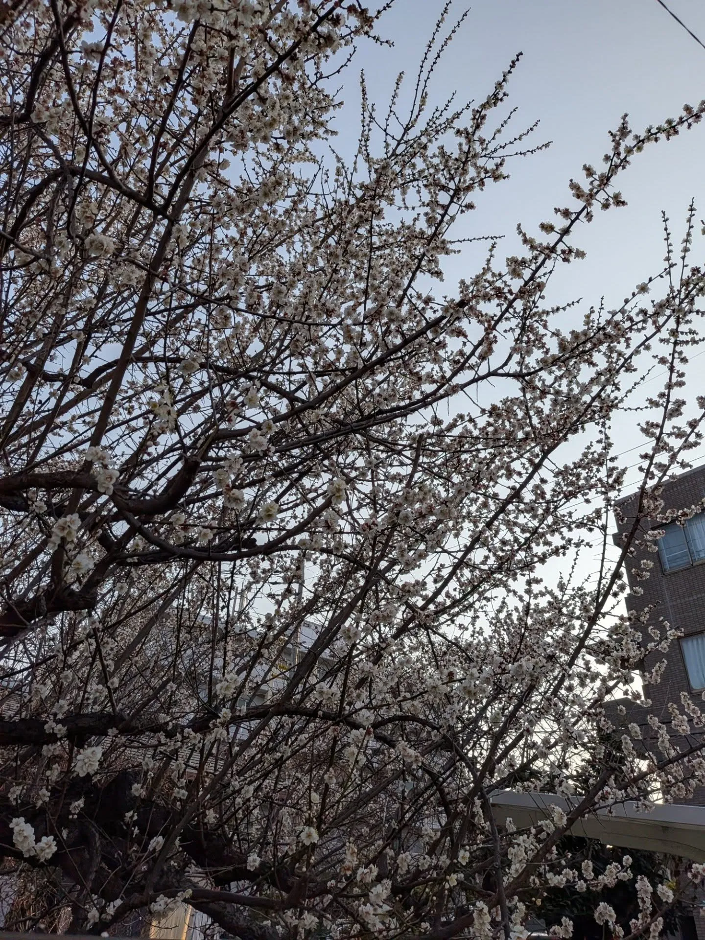 店主の自宅近くで