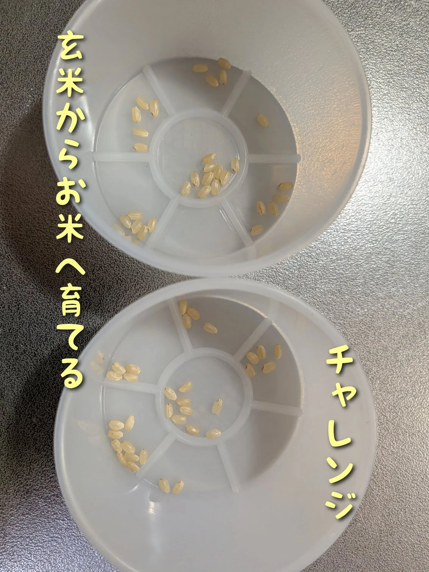 玄米からお米へ育てるチャレンジ