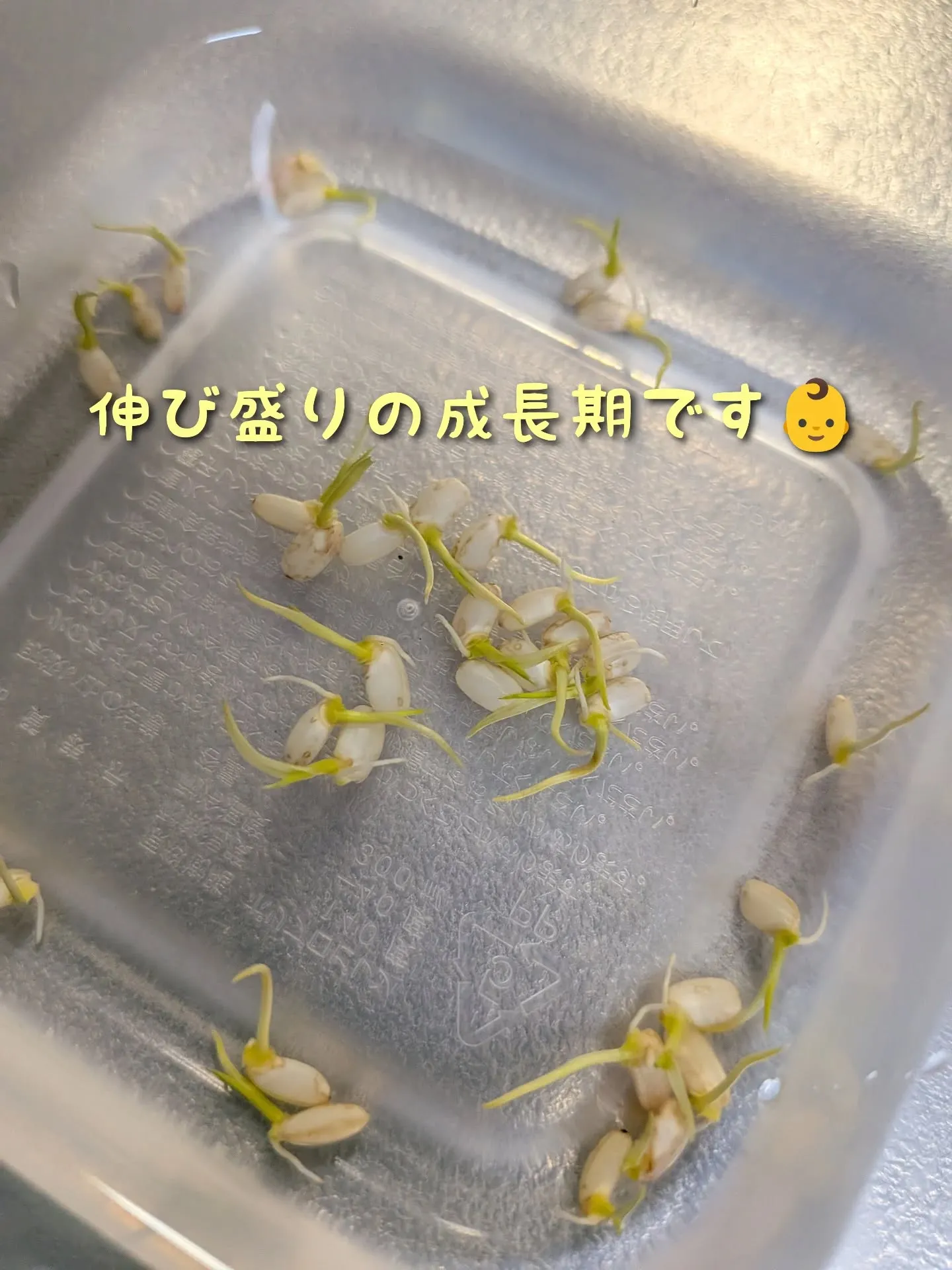 わずか4日でここまでの成長🙀