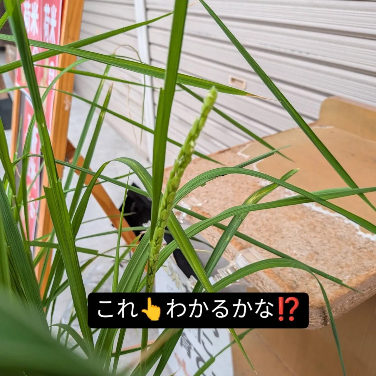 ピントが合ってない😭