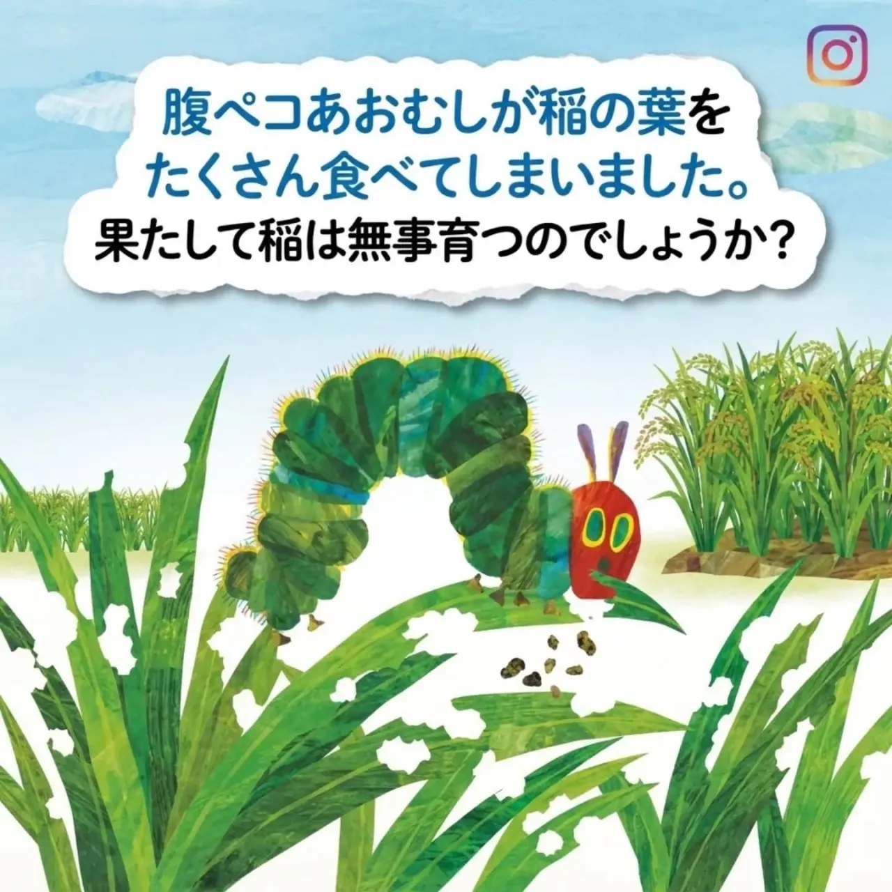 玄米から稲に育てるチャレンジ🌾